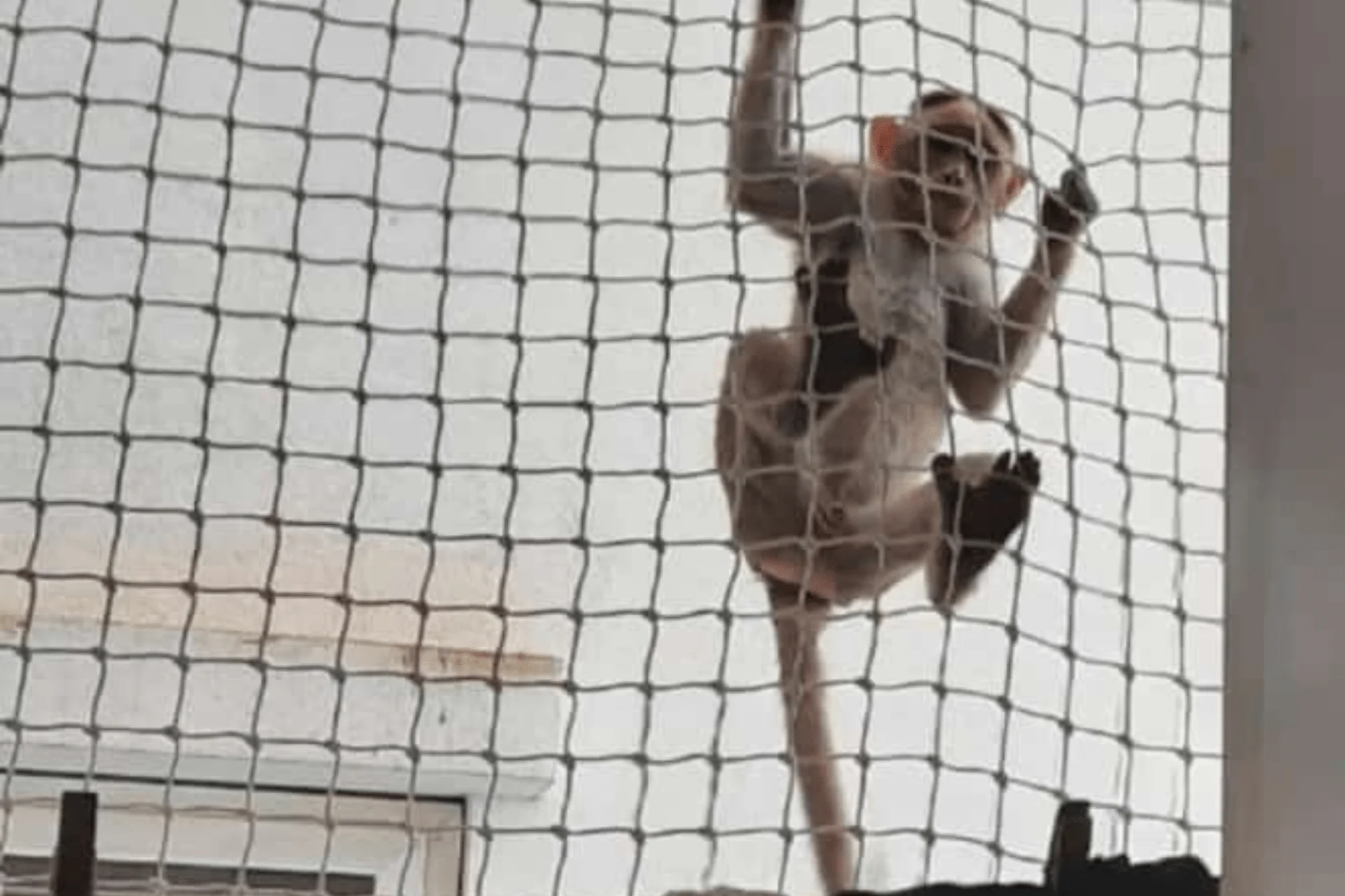 Monkey safety nets